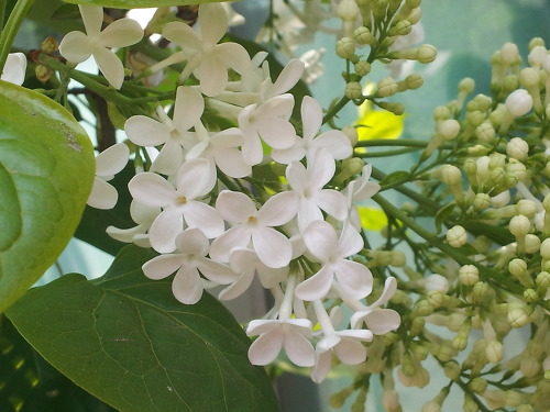 라일락 꽃말,하얀 라일락 꽃
