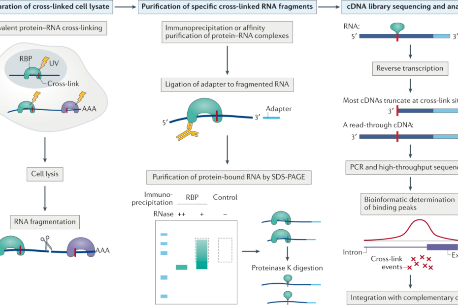 Clip And Complementary Methods | Nature Reviews Methods Primers