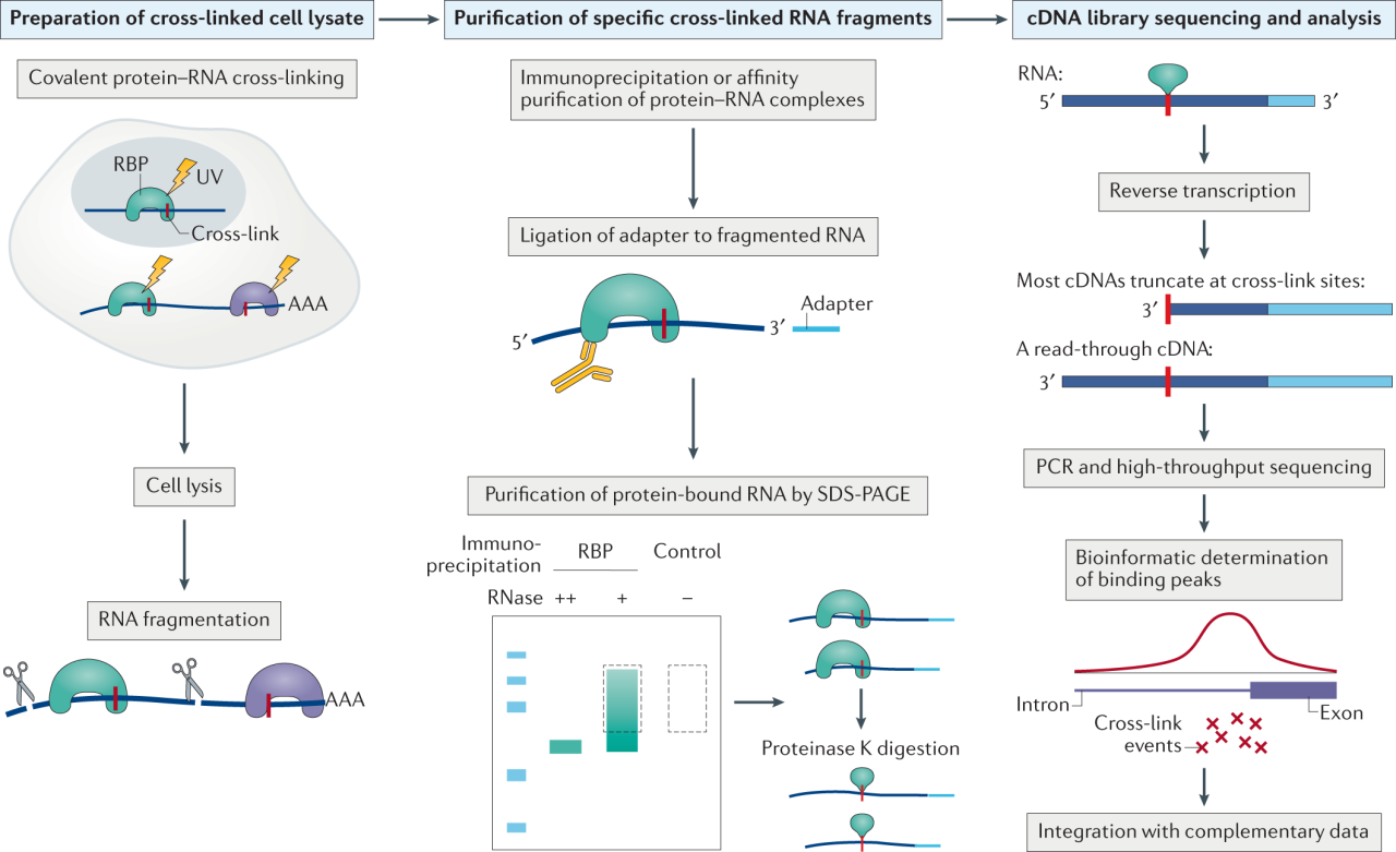 Clip And Complementary Methods | Nature Reviews Methods Primers