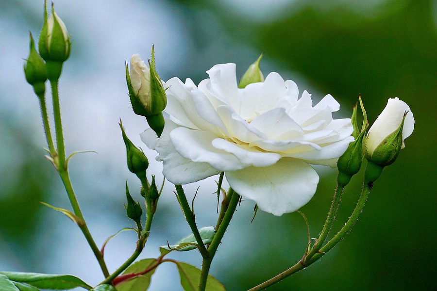 흰색 꽃의 꽃말
