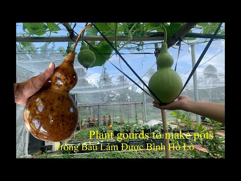 Plant gourds to dry to make pots/ Trồng Bầu Để Khô Làm Bình Hồ Lô